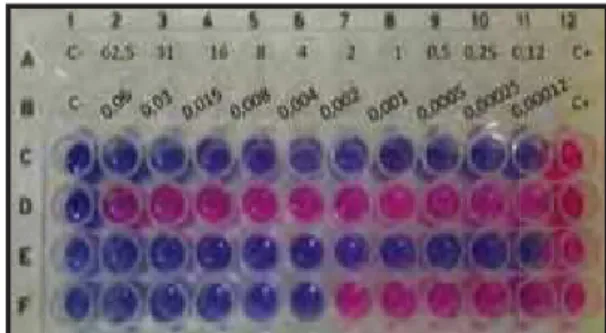 Figura 9: Teste de sensibilidade do galato de decila em placa de microdiluição empregando Alamar blue e o complexo Paracoccidioides: Linha C e D: Pl01 com  valor de CIM de 0,125mg/L; linha E e F, Pb18 com valor de CIM de 0,004 mg/L
