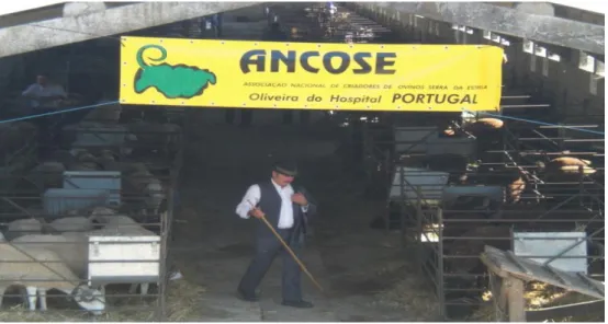 Figura 9 -  Vista panorâmica da entrada do Concurso Nacional da raça ovina Serra da Estrela