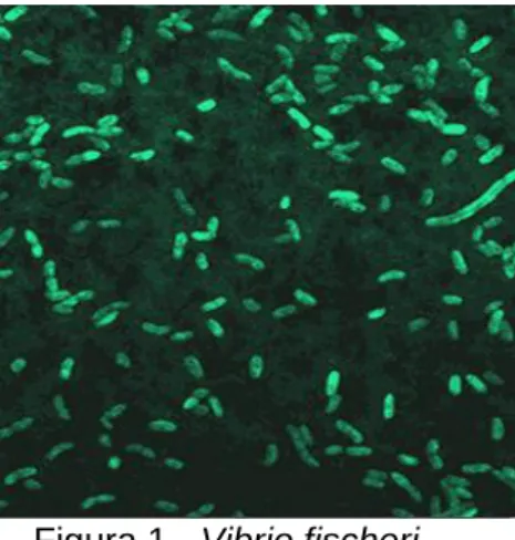 Figura 1 - Vibrio fischeri 