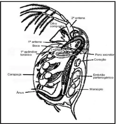 Figura 11 - Esquema da anatomia de D. magna (adaptado de  Cooney, 1995) 