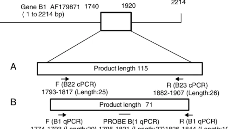 Fig. 1 – Design and genes location of primer sets used in this study. (A) cPCR (B22-B23), (B) qPCR B1, and (C) qPCR REP-529.