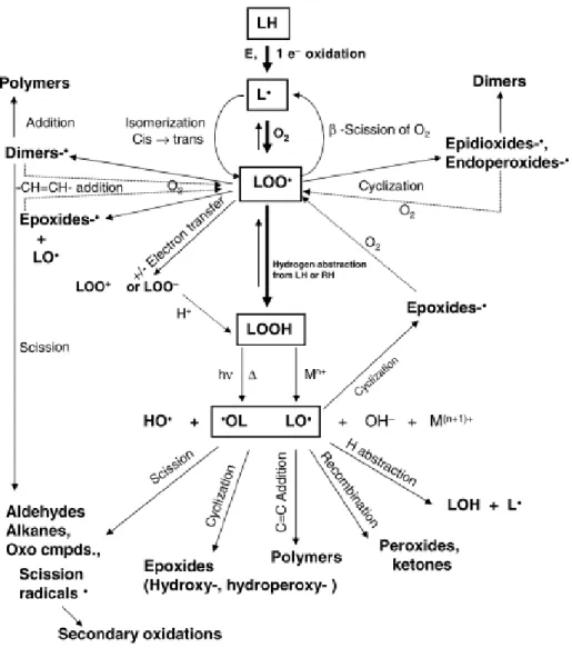 Figura 5 - Esquema integrado de diferentes caminhos possíveis de oxidação lipídica. Fonte: Schaich  (2005) 