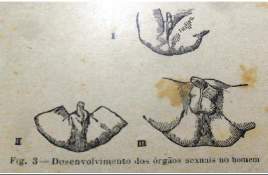 Figura 2: “Desenvolvimento dos órgãos sexuais no homem”, em A Vida Sexual (MONIZ, 1931: 