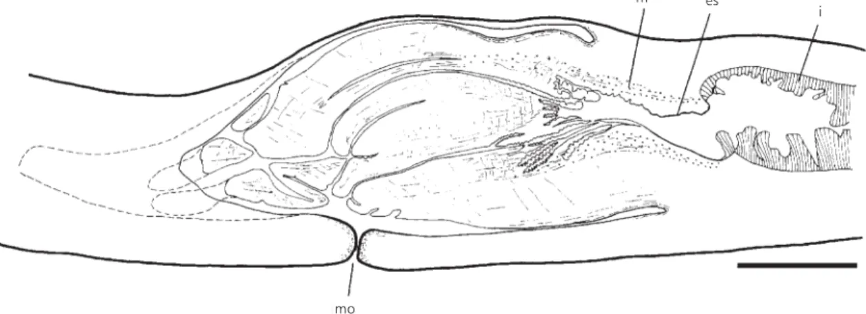 Fig. 6 — Geoplana josefi sp. nov. Sagittal reconstruction of the pharynx (holotype). Scale bar: 1 mm