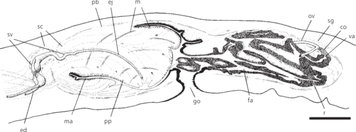 Fig. 8 — Geoplana josefi sp. nov. Sagittal reconstruction of the copulatory apparatus (paratype 312B)