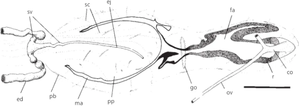 Fig. 10 — Geoplana josefi sp. nov. Horizontal reconstruction of the copulatory apparatus (paratype 585A)