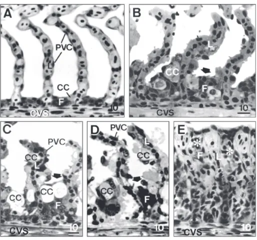 Fig. 4 — Representative sections of gill filament of P. scrofa. A – Control fish. B – Fish exposed to 20 µgCu L –1 