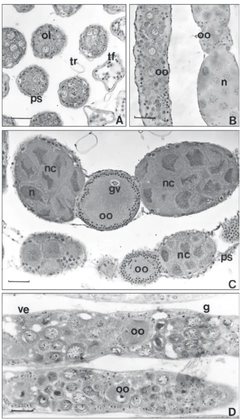 Fig. 3 — Ovarioles (ol) of egg laying queen showing the germarium (A), the begin of vitellarium (B) and a well differen- differen-tiated vitellarium (C)