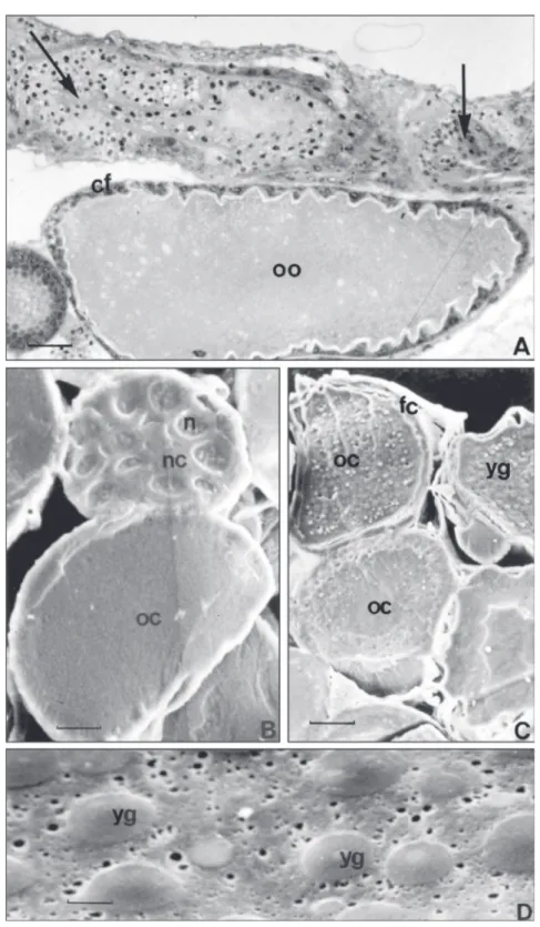 Fig. 4 — A – Light microscopy micrograph of ovarioles (ol) of egg laying queen showing in the proximal portion follicles empty, indicating the occurence of posture (arrows)