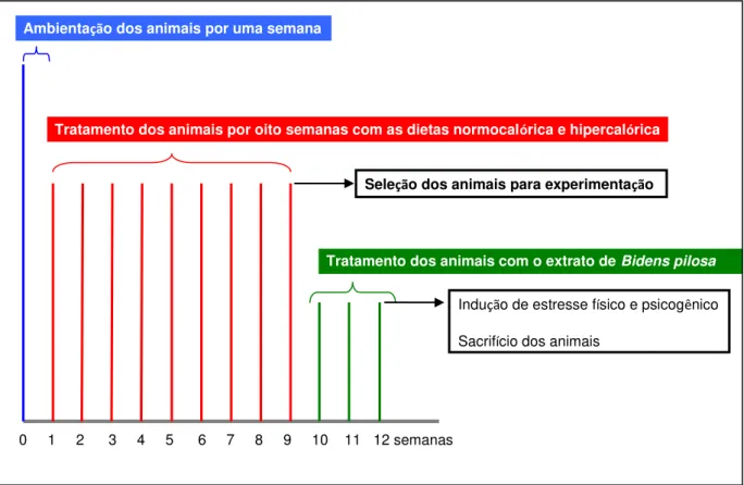 Figura 2. Delineamento experimental utilizado no presente estudo. 