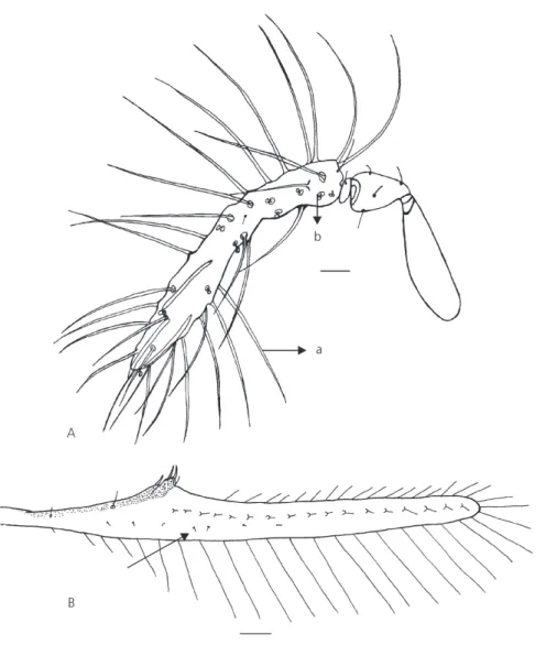 Fig. 1 — A. Trichogramma bruni antenna: a – flagelliform setae; b – sensilla basiconica; B
