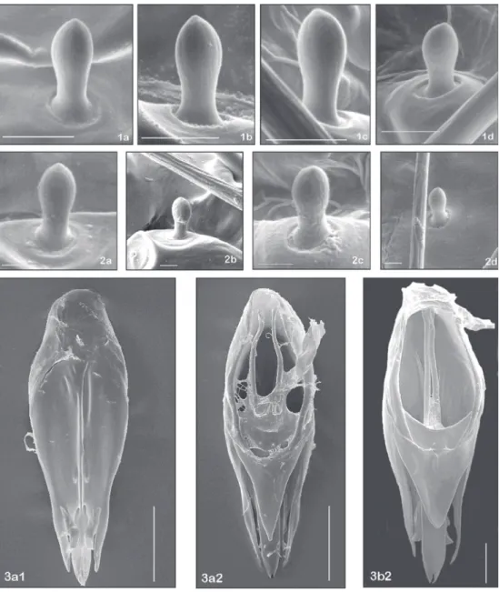 Fig. 2 — 1. Sensilla basiconica of Trichogramma bruni collected from Heliconius erato phyllis eggs: a – position 1 (16790x, 1 µm); b – position 2 (22300x, 1 µm); c – position 3 (23330, 1 µm); d – position 4(15990x, 1 µm); 2