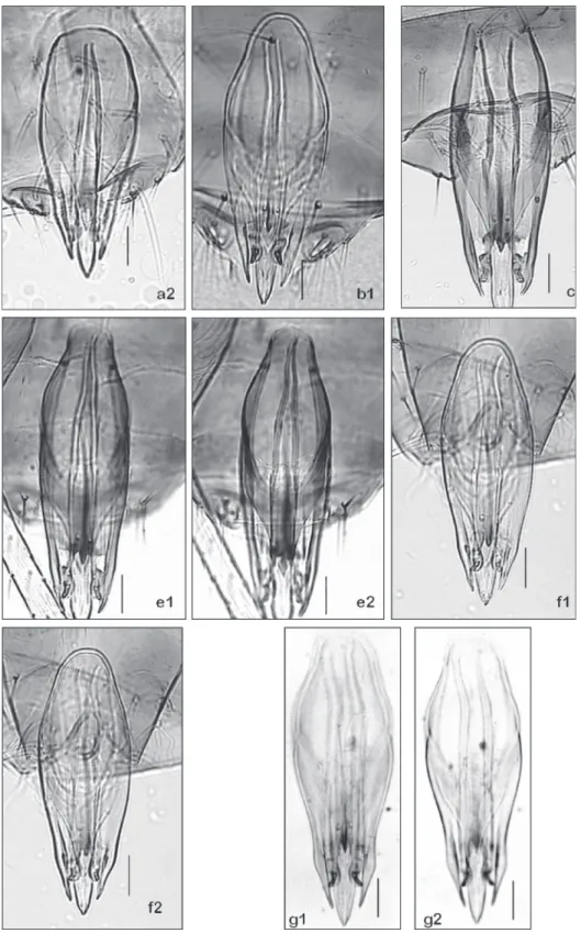 Fig. 5 — Variation in the genital capsule of T. bruni collected from eggs of Erosina Hyberniata (a), Hamadryas feronia (b), Mechanitis lysimnia (c-d = dark specimen, e = clear specimens) and (f) genital capsule of the holotype