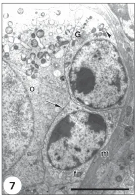 Fig. 8 — Detailed area of the close association (arrow) between follicular cells (f) and oocyte (o) in an early primary follicle.