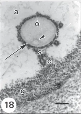 Fig. 17 — Section through a region of the oocyte of a ter- ter-tiary follicle showing scarce mitochondria (arrowhead),  ve-sicles (v) and multivesicular bodies (b)