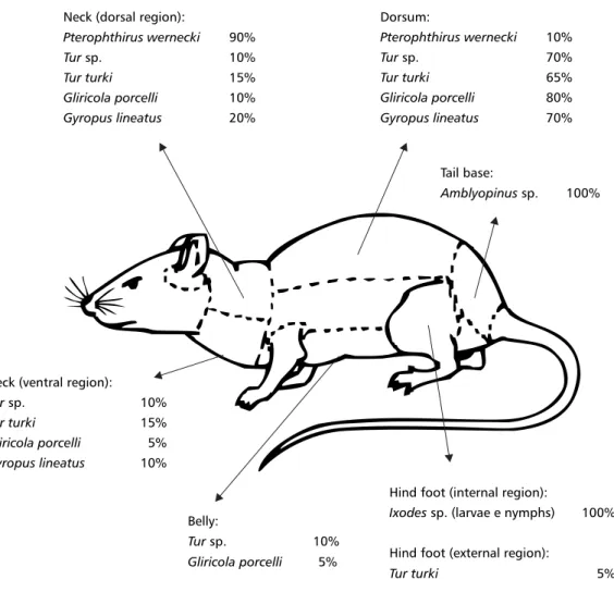 Fig. 2 — Sites on the body of Proechmys iheringi occupied by different species of ectoparasites and Amblyopinus sp., and their respective occurrence densities (as percentages of the estimated total) in the Atlantic Rainforest area of Ilha Grande.