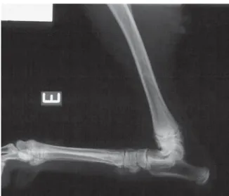 FIGURA 1- Imagem radiográfica do membro torácico de um cão. 