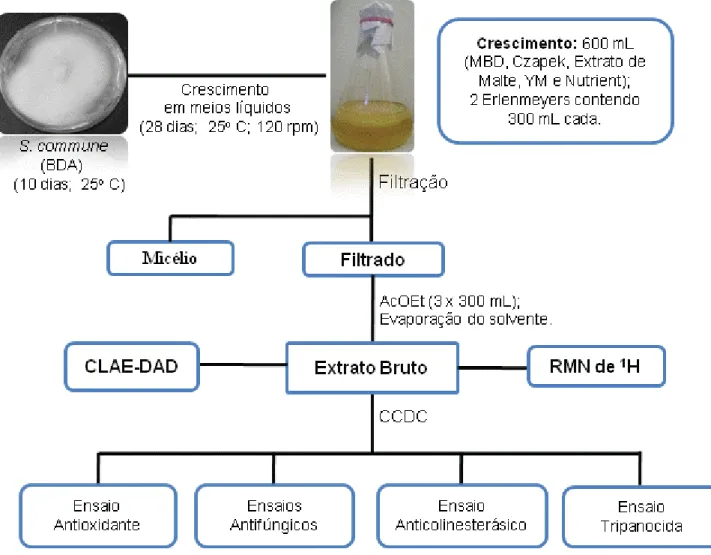 Figura 8. Esquema de cultivo e obtenção dos Ext. brutos em diferentes meios líquidos. 