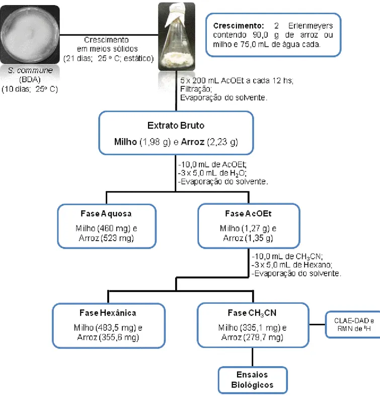 Figura 9. Esquema de cultivo e obtenção dos Ext. brutos em meios sólidos. 