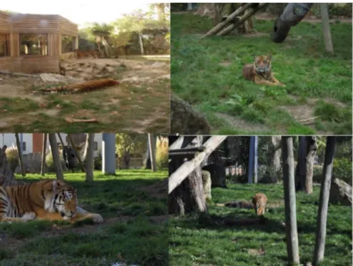 Figura 11 Instalação dos tigres no Jardim Zoológico de Lisboa em 2016. Fotografia cedida pelo Jardim  Zoológico de Lisboa