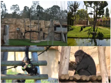 Figura 13 Templo dos primatas em 2016 , instalação dos chimpanzés. Fotografia  cedida pelo Jardim Zoológico de Lisboa