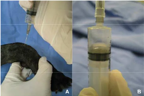 Figura 5. Demonstração da realização da punção articular rádio-cárpica- rádio-cárpica-metacárpica (A) e amostra colhida de líquido sinovial (B)