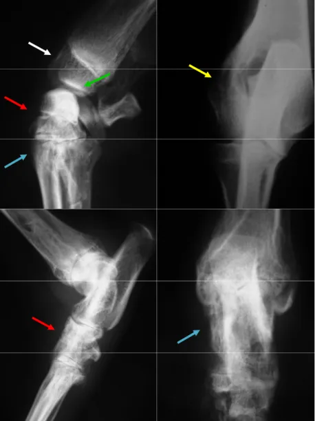 Figura 11. Radiografias das articulações locomotoras distais de cão acometido por leishmaniose visceral, com sinais radiográficos compatíveis com artrite