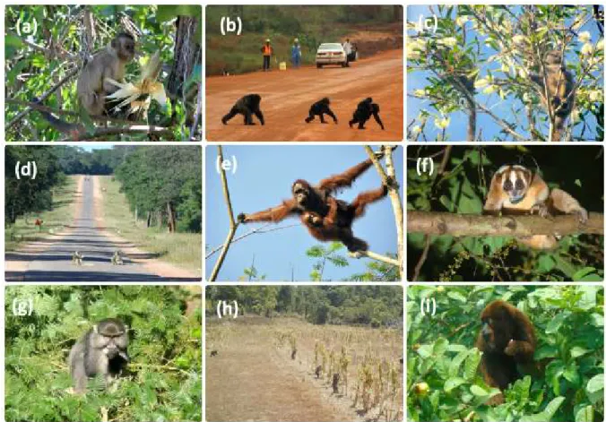 Fig. 8. Primate species in anthropogenic habitats included in this Special Issue. (a) Adult male 349 