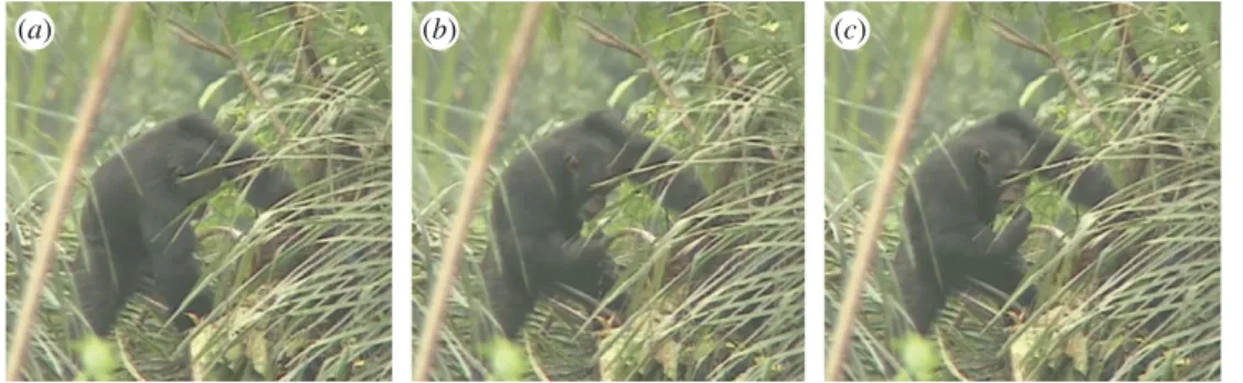 Figure 2. Adult male chimpanzee (FF) uses a leaf tool to drink raffia sap from a container (see also electronic supplementary material, video S1): (a) FF inserts right hand holding the leaf tool into the fermented palm sap container, (b) retrieves the leaf