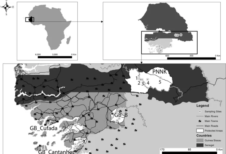 Fig 1. Study areas. Top left: Black shading in overview map indicates the distribution of Guinea baboons (adapted from IUCN)