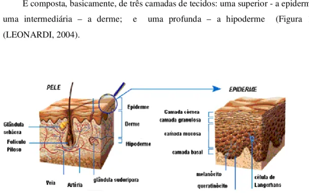 Figura 1 - Camadas da pele e estrutura da epiderme 5 . 