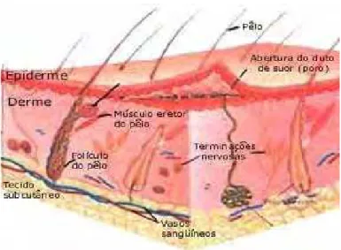 Figura 2 - Camadas da pele e estrutura da derme e epiderme. 