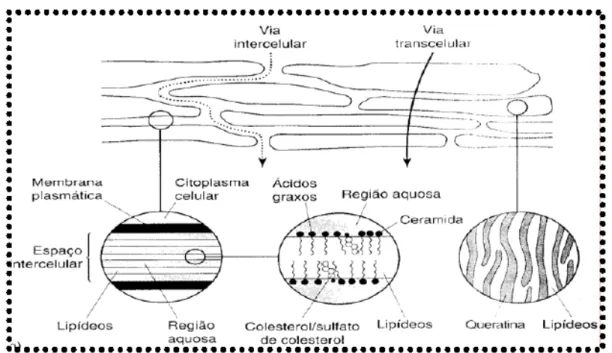 Figura 3: Esquema representativo das vias de penetração do fármaco através do estrato córneo (via transcelular e  via intercelular) Fonte: MARTINS; VEIGA (2002)  