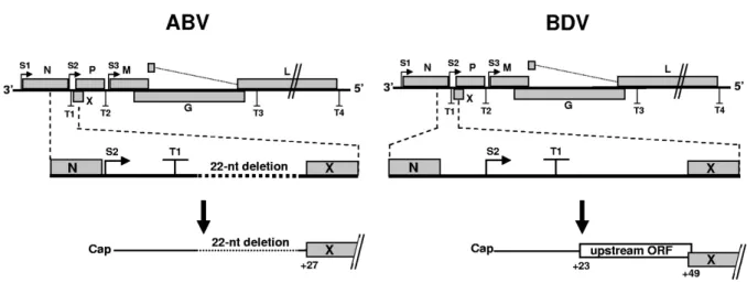 Figura 2 - Diferenças entre o genoma do ABV e do BDV (Rinder  et al. , 2009) 