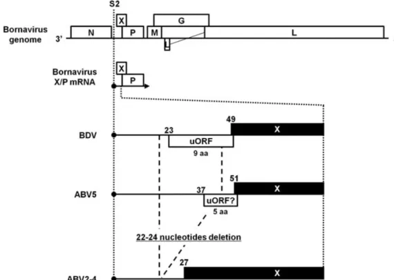 Figura 3 - Diferenças entre ABV2-4, ABV5 e BDV (Horie  et al. , 2012) 