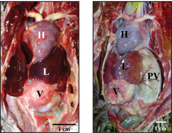 Figura 4 - Necropsia de animal de controlo (esquerda) e de animal com PDD (direita). É percetível uma  dilatação evidente do proventrículo (PV), com deslocação do lobo esquerdo do fígado (L) para a direita do 