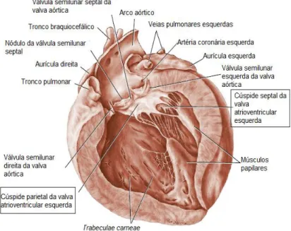 Figura 1 - Imagem do interior do VE (Adaptado de Evans e Lahunta, 2010). 