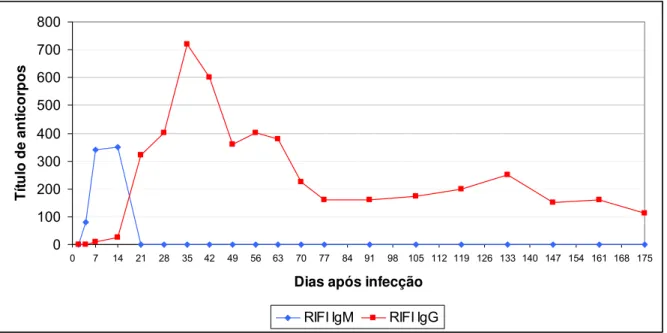 Gráfico 2 – Cinética de anticorpos antileptospiras da reação de imunofluorescência indireta  para anticorpos IgM (RIFI-IgM) e IgG (RIFI-IgG) em amostras de soro de camundongos  experimentalmente infectados com L