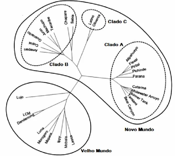 Figura 1. Árvore filogenética dos arenavírus (adaptado de Urata e Yasuda, 2012). 