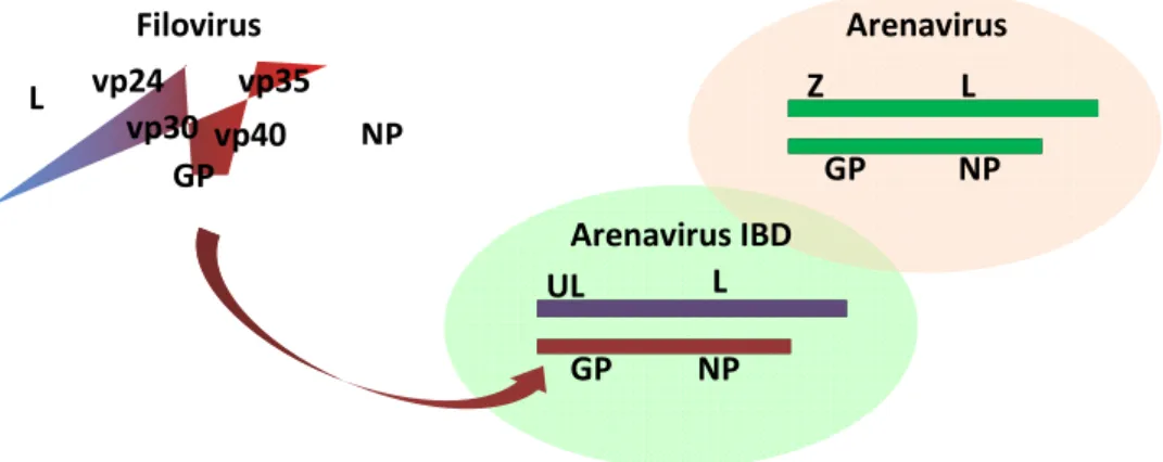 Figura  2.  Evolução  dos  arenavírus.  Estrutura  genómica  e  proteínas  codificadas  por  filovírus,  arenavírus e arenavírus associado a doença dos corpos de inclusão (adaptado de Zapata e Salvato,  2013)