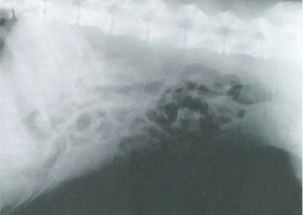 Figura  1  -  Radiografia  abdominal.  Observa-se  uma acumulação excessiva de gás no intestino  delgado  sem  dilatação  (Adaptado  de  Kealy  e  Mcallister, 2000)