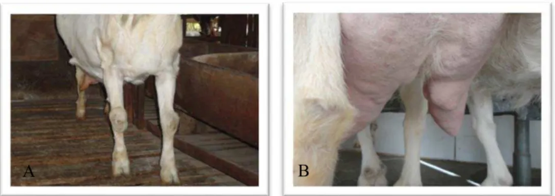 Figura 3. Identificação de sinais clínicos em animais adultos. A – aumento de volume na região  do carpo; B – mamite crônica, com formação de nódulos (“hard ubber”)