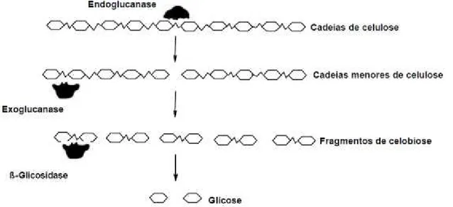 Figura 5: Ação das celulases sobre a molécula de celulose   (modificado de WRIGHT et al., 1988) 