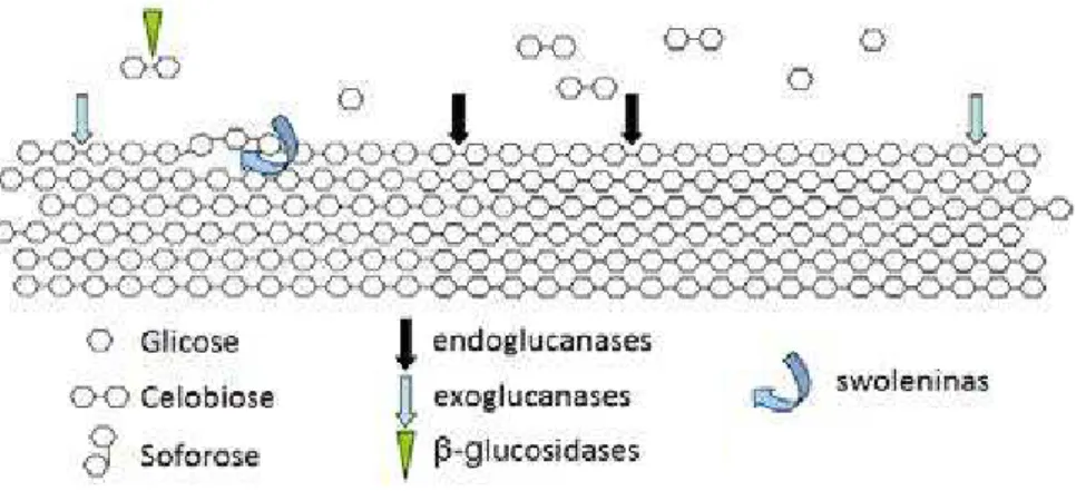 Figura 12. Sistema enzimático envolvido na degradação da celulose, principais atividades  celulolíticas e sítios de ação dos três principais grupos de celulases