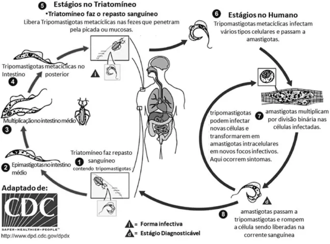 Figura 1  – Ciclo de vida do Trypanosoma cruzi. Figura adaptada do sítio da rede  http://www.cdc.gov/parasites/Chagas/biology.html