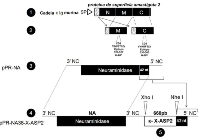 Figura  2  –  Construção  dos  plasmídeos  de  transferência.  1  –  Representação  da  sequencia da proteína de superfície amastigota 2 (ASP2)  do T