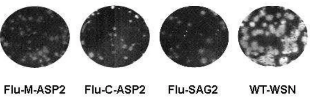 Figura  4  – Caracterização fenotípica dos vírus influenza recombinantes gerados por  genética reversa