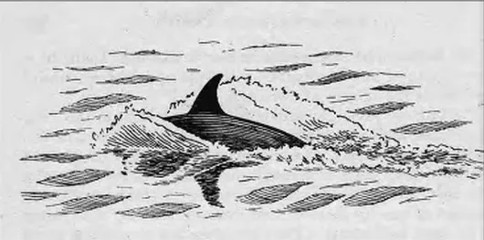 Ilustração 1 – Representação da barbatana dorsal de um golfinho quando este vem à superfície respirar (Imagem retirada do livro «Field Book of Giant Fishes» de Norman e Fraser, 1949)