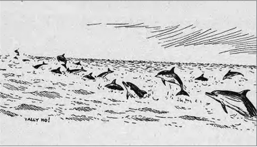 Ilustração 2 – Representação de um grupo de golfinhos, em mar aberto, a realizar a actividade comportamental de deslocação rápida (Imagem retirada do livro «Field Book of Giant Fishes»