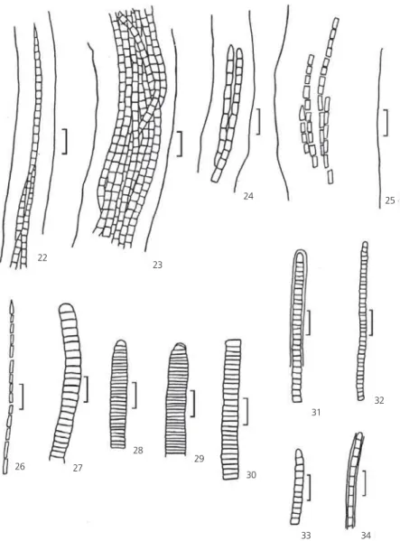 Fig. 22-24 — Microcoleus chtonoplastes Gomont. Fig. 22 — Acuminated apex; 23 — Many trichomes in a wide sheath; 24 — Apical cell conic